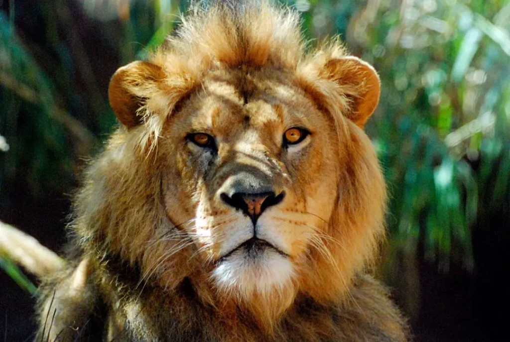 Tributação de opções